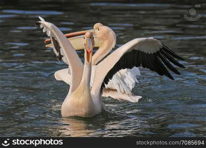 happy pelican swimming