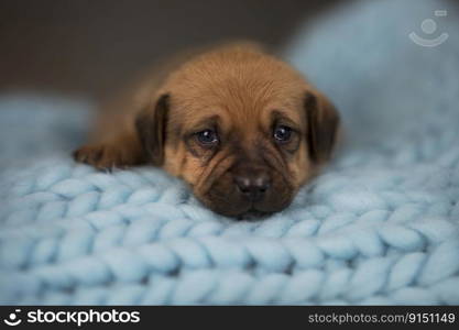 Happy puppies are sleeping in the bed