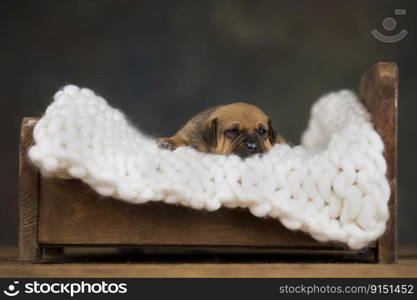 Happy puppies are sleeping in the bed