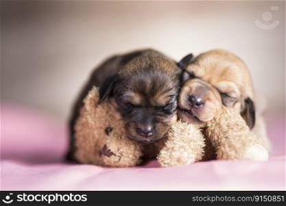 Happy puppies are sleeping with a teddy bear