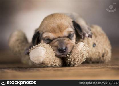 Happy puppies are sleeping with a teddy bear