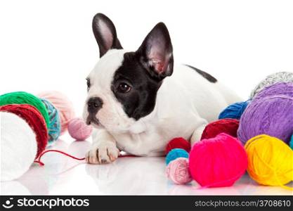 Happy puppy of the french bulldog on a white background