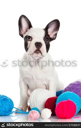 Happy puppy of the french bulldog on a white background