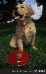 Happy Puppy Playing Frisbee