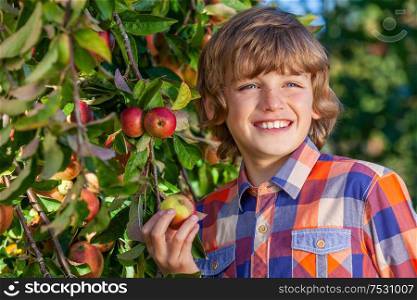 Happy smiling male boy child picking apples in an apple orchard