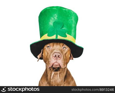 Happy St. Patrick&rsquo;s Day. Lovable, pretty puppy and a bright green leprechaun hat. Closeup, studio photo. Congratulations for family, loved ones, relatives, friends and colleagues. Pet care concept. Puppy and a bright green leprechaun hat
