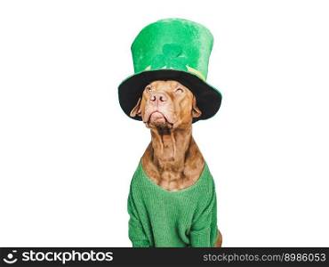 Happy St. Patrick’s Day. Lovable, pretty puppy and a bright green leprechaun hat. Closeup, studio photo. Congratulations for family, loved ones, relatives, friends and colleagues. Pet care concept. Puppy and a bright green leprechaun hat