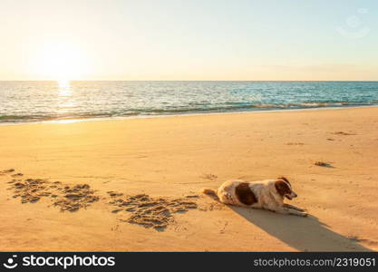 Happy thai dog relaxing or sunbathe on golden sand beach under warm sunset light. Tai Muang Beach, Phang Nga, Thailand. Summer season. Cute and humor. Copy space.