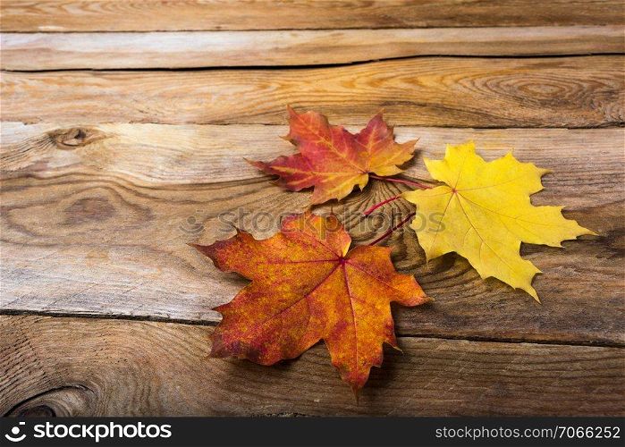 Happy Thanksgiving greeting background with fall symbol yellow and orange maple leaves, copy space