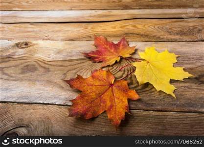 Happy Thanksgiving greeting background with fall symbol yellow and orange maple leaves, copy space