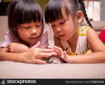 Happy two little sibling girls stroking cute hamster lying on sofa at home. Children and pets concept.