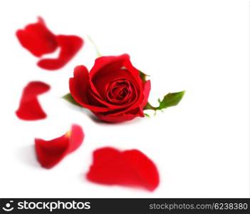 Happy Valentine red rose border, fresh flower with petals isolated on white background