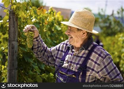 Happy vintner in french straw examining the grapes during the vintage.