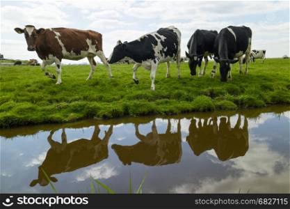 Happy walking cows in the meadow in Holland