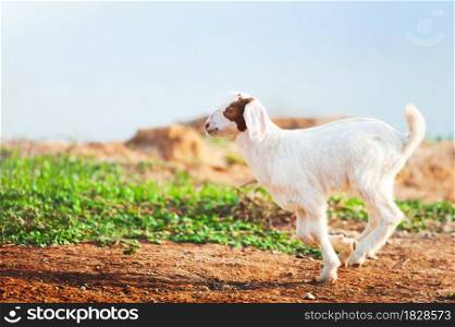 Happy white goat kid running on a pasture at sunrise. Domestic kid. Farm goat. Rural scene in summer. Motion blur.