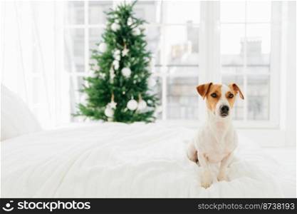 Happy winter holidays concept. Cute pedigree puppy sits on white comfortable bed, looks thoughtfully somewhere, big window and decorates New Year tree in background