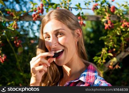 Happy woman harvesting berries in garden; she is nibbling raspberries