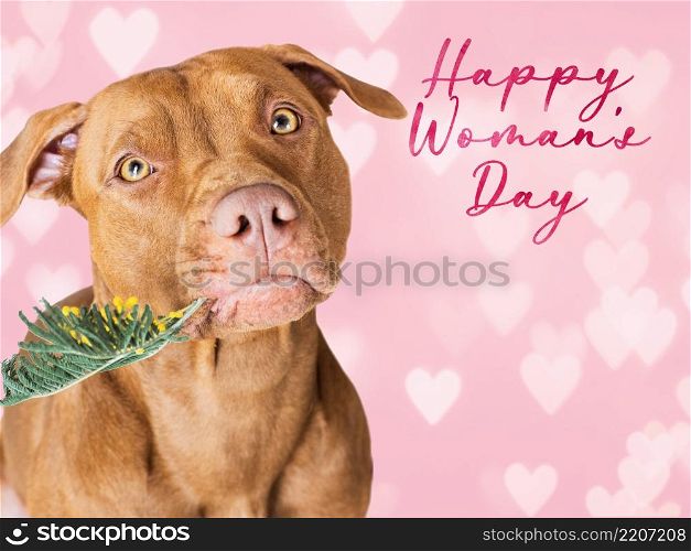 Happy Women&rsquo;s Day. Lovable, pretty puppy brown color holding bright flowers in its mouth. Congratulatory inscription. Close-up, studio photo. Congratulations to family, loved ones, friends, colleagues. Happy Women&rsquo;s Day. Lovable, pretty puppy brown color