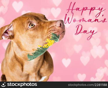 Happy Women&rsquo;s Day. Lovable, pretty puppy brown color holding bright flowers in its mouth. Congratulatory inscription. Close-up, studio photo. Congratulations to family, loved ones, friends, colleagues. Happy Women&rsquo;s Day. Lovable, pretty puppy brown color