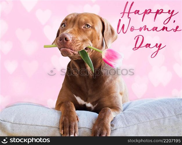 Happy Women&rsquo;s Day. Lovable, pretty puppy of brown color and greeting card with a congratulatory inscription. Close up, indoor, studio photo. Congratulations for family, loved ones, friends, colleagues. Happy Women&rsquo;s Day. Lovable, pretty puppy of brown color