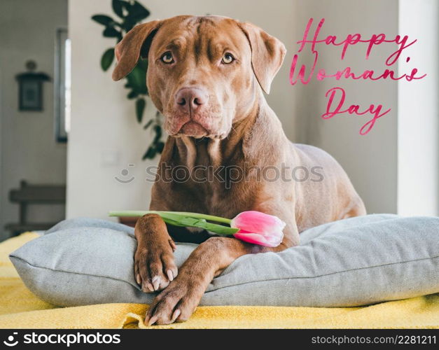 Happy Women&rsquo;s Day. Lovable, pretty puppy of brown color and greeting card with a congratulatory inscription. Close up, indoor, studio photo. Congratulations for family, loved ones, friends, colleagues. Happy Women&rsquo;s Day. Lovable, pretty puppy of brown color