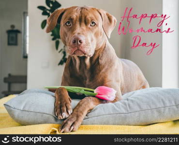 Happy Women&rsquo;s Day. Lovable, pretty puppy of brown color and greeting card with a congratulatory inscription. Close up, indoor, studio photo. Congratulations for family, loved ones, friends, colleagues. Happy Women&rsquo;s Day. Lovable, pretty puppy of brown color