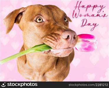 Happy Women&rsquo;s Day. Lovable, pretty puppy of brown color and greeting card with a congratulatory inscription. Close up, indoor, studio photo. Congratulations for family, loved ones, friends, colleagues. Happy Women&rsquo;s Day. Lovable, pretty puppy of brown color
