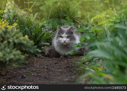 Happy young cat lying outdoor between flowers. Joy in nature. Cat lying in the garden next to blooming flowers. Pet freedom and enjoying nature concept.. Cat lying and dreaming in the garden among the blooming branches