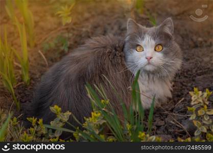 Happy young cat lying outdoor between flowers. Joy in nature. Cat lying and dreaming in the garden among the blooming branches.. Cat lying in the garden next to blooming flowers. Pet freedom and enjoying nature concept.