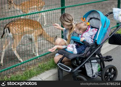 Happy young mother with her 9 months old baby boy looking at deers through fence in zoo