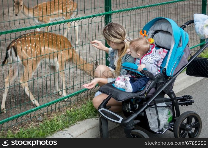 Happy young mother with her 9 months old baby boy looking at deers through fence in zoo