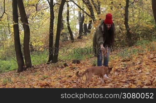 Happy young woman playing with her adorable pooch dog in autumn park. Hipster girl with her puppy having fun, playing with yellow foliage and spending great time together in public park during indian summer. Slow motion.