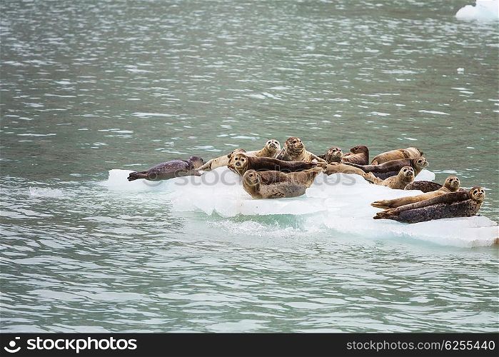 Harbor Seal in Alaska