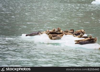 Harbor Seal in Alaska