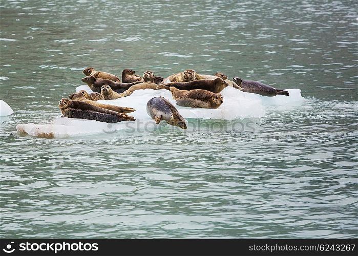 Harbor Seal in Alaska, USA