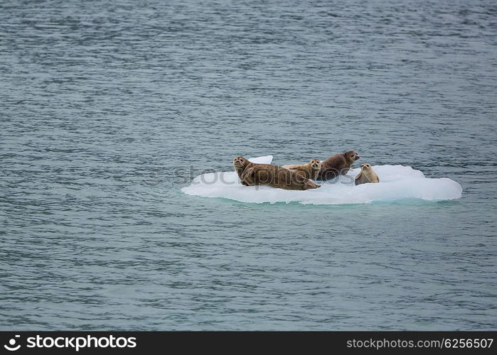 Harbor Seal in Alaska, USA