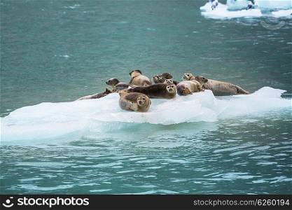 Harbor Seal in Alaska, USA