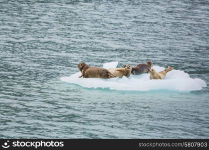 harbor seal in Seward,Alaska