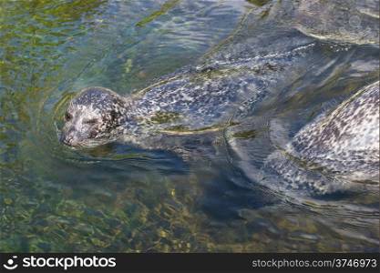 Harbor seal, Phoca vitulina, common seal swimming in water with head above the water level