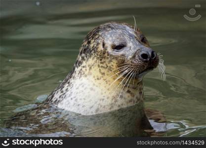 Harbor Seal (Phoca vitulina) with his head above green water
