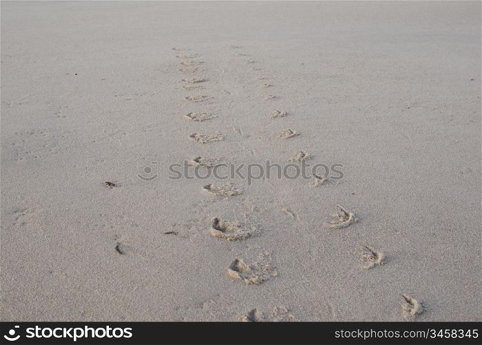 Harbor seal track. Track and food print of a harbor seal on the beach of the island Sylt