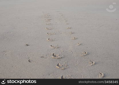 Harbor seal track. Track and food print of a harbor seal on the beach of the island Sylt