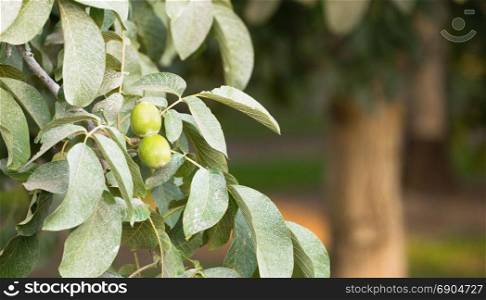 Hard limes grow on the branch in the tree orchard
