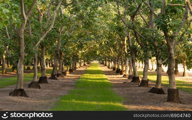 Hard limes grow on the branch in this agricultural orchard