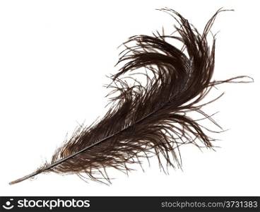 hard ostrich feather on white background close up