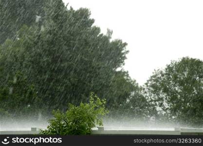 Hard rain falling into white metal roof pine trees