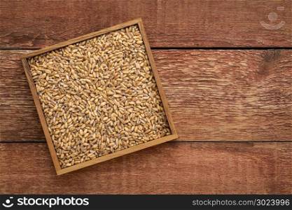 hard red winter wheat in a square box against rustic barn wood with a copy space