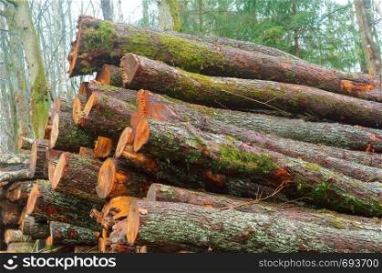 hardly laid logs, felled trees in the fores. felled trees in the fores, hardly laid logs