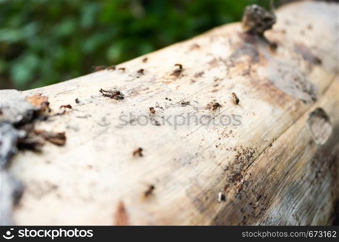 Hardworking ants on log. Insects run on horizontal tree.