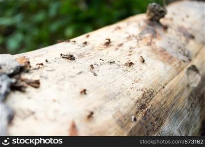 Hardworking ants on log. Insects run on horizontal tree.